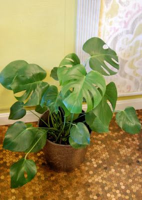 This youngster Split-Leaf Philodendron is on its way to magnificence. For easy care instructions, check out this blogpost. Split Leaf Philodendron, Philodendron Care, Brick Patterns Patio, Evergreen Vines, Philodendron Plant, Lush Lawn, Indoor Gardens, House Plant Care, Monstera Deliciosa