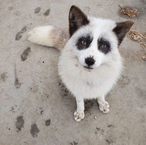 Marble Fox Photography, Fox Pfp, Fox Photography, Foxes Photography, Adorable Pictures, Mask Ideas, Pictures Of Animals, Pet Fox, Wild Dogs