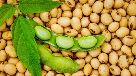 Myths about soy you can stop believing Types Of Beans, Cholesterol Lowering Foods, Lower Your Cholesterol, Soy Products, Soya Bean, Nutritious Diet, Vegetable Protein, Soy Protein, Soy Milk