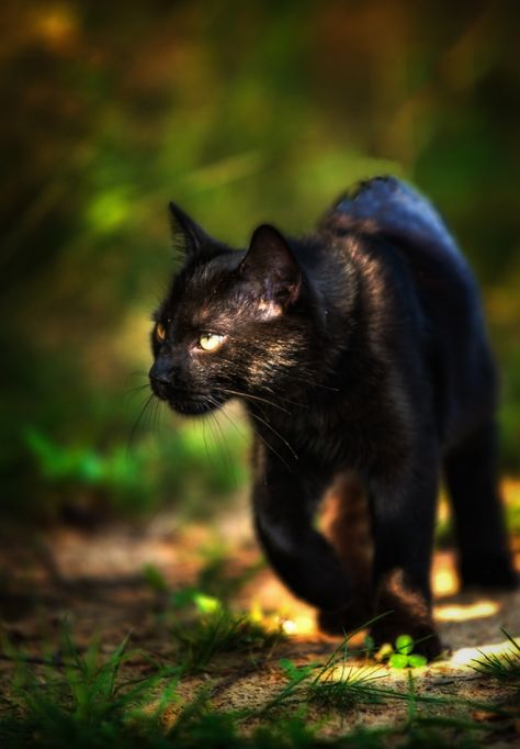 Kittens Pictures, Cat Reference, Cat Pose, A Black Cat, Cat Pictures, Cat Character, Warrior Cat, Cat Aesthetic, Cat Care