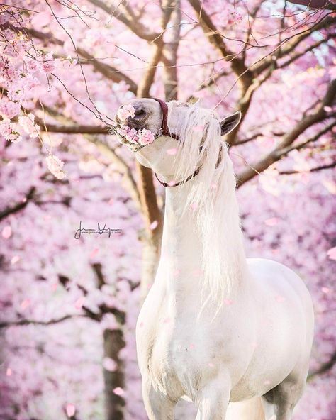 Majestic Horses, Beautiful Horses Photography, Beautiful Horse Pictures, Bff Drawings, Horse Riding Clothes, Visual Aid, Horse Wallpaper, Andalusian Horse, Equine Photographer