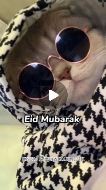 mohsinamallik on April 10, 2024: ""Eid Mubarak✨! Wishing you and your loved ones a blessed and joyous celebration💕. May this auspicious occasion fill your hearts with love,...". Love And Kindness, Joyous Celebration, Spread Love, Eid Mubarak, Loved Ones, Cute Cat, With Love, First Love, Celebrities