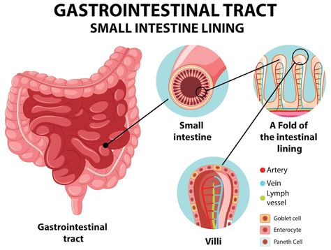 Free Vector | Diagram showing gastrointestinal tract small intestine lining Intestines Anatomy, Veterinarian Medicine, Anatomy Stickers, Veterinarians Medicine, Lymph Vessels, Small Intestine, Gastrointestinal Tract, Nclex, Veterinarian