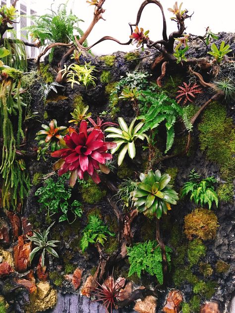 Bromeliad Display, Outdoor Ideas Patio, House Front Garden, Landscape Design Backyard, Front Garden Design Ideas, Bromeliads Landscaping, Farmhouse Outside, Small Garden Layout, Vertikal Garden