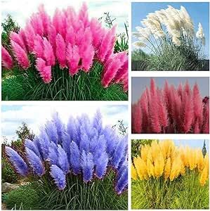 Purple Pampas, Purple Pampas Grass, Evergreen Herbs, Pink Pampas Grass, Ornamental Grass, Seed Packaging, Home Garden Plants, Plants Decor, Grass Seed