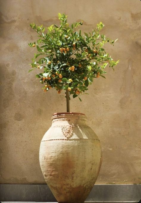 Citrus Trees In Pots, Growing Citrus, Trees In Pots, Mandarin Tree, Tattoo Plant, Tree Growing, Italian Garden, Citrus Trees, Potted Trees