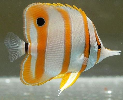 Tropical fish in abundance found on the Great Barrier Reef, Cairns, Australia.@@ Saltwater Fish Tanks, Pretty Fish, Bawah Air, Butterfly Fish, Salt Water Fish, Cool Fish, Beautiful Sea Creatures, Marine Fish, Animal Portraits