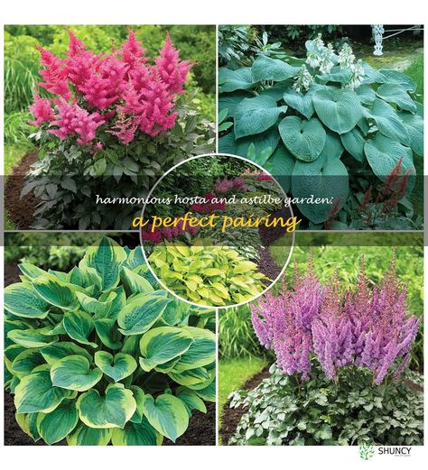 Hostas And Astilbe Landscaping, Hosta And Astilbe Shade Garden, Astilbe Landscaping, Astilbe And Hosta Garden, Astilbe Garden, Woodland Landscaping, Coral Bark Japanese Maple, Tree Bed, Hosta Gardens