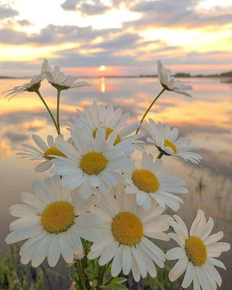 Nature Photography Flowers, Daisy Wallpaper, Image Nature, Nothing But Flowers, Beautiful Flowers Wallpapers, Flower Phone Wallpaper, Nature Aesthetic, Flowers Nature, Scenery Wallpaper