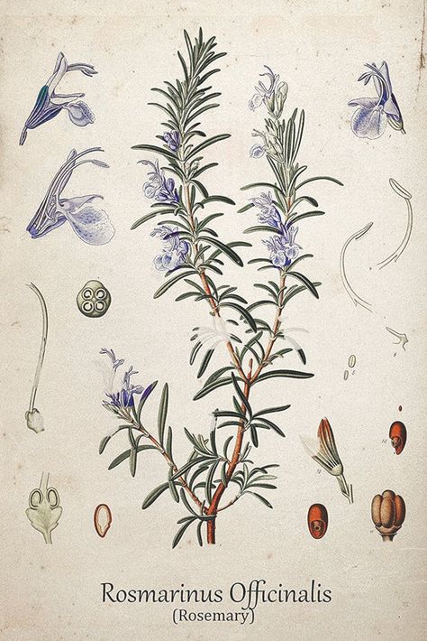 Language of Flowers: Verbena, Lavender, and Rosemary – Adored Vintage Rosemary Aesthetic, Scientific Illustration Botanical, Rosemary Art, Rosemary Illustration, Vintage Plant Illustration, Herb Drawings, Herbs Botanical Illustration, Rosemary Illustration Botanical, Rosemary Plant Illustration