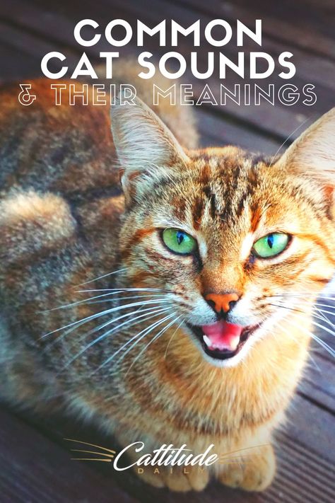 Cats love to communicate! They have a wide range of sounds to try and speak to you! Find out the most common sounds your cat makes and what they mean! Cat Sounds Meaning, Cat Sounds, Antique Knowledge, Cat Language, Rare Cats, Cat Call, Cat Info, Mother Cat, What Cat