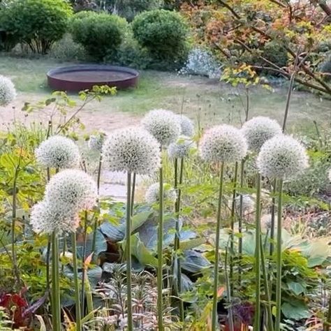 Allium Mount Everest, Apricot Salmon, Future Garden, Landscape Designer, Perfect Together, Tall Plants, January 4, Love Blue, Mount Everest