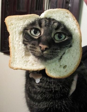 Just say no to cat breading.  And the poor thing has a bone shaped id.  WTF? Cat Bread, Little Critter, Silly Cats, Crazy Cat Lady, Beautiful Cats, Crazy Cats, A Cat, Pets Cats, Animals And Pets