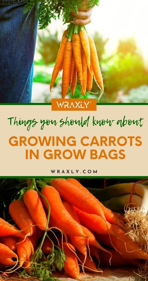 Grow Bags Gardening, Planting Carrots, Vegetable Container Garden, Carrot Varieties, Fabric Grow Bags, Container Vegetable Gardening, Grow Carrots, How To Plant Carrots, Growing Carrots