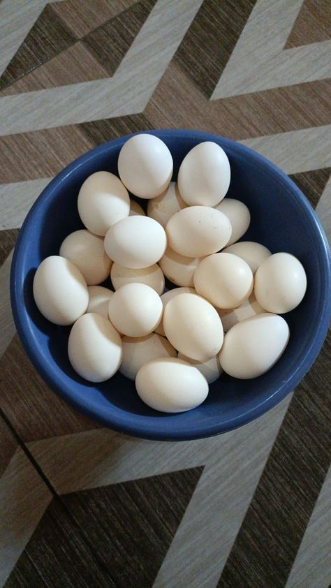 Telur Ayam