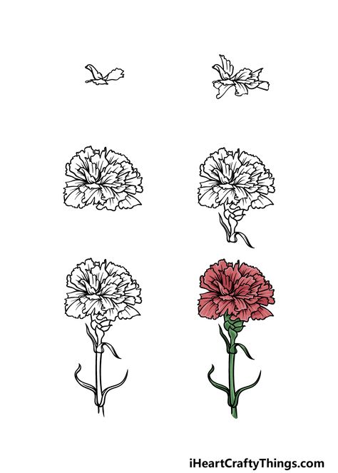 Red Carnation Flower Drawing, Carnation Step By Step Drawing, How To Draw A Carnation Flower, How To Paint A Carnation, Pink Carnation Drawing, Dianthus Flowers Drawing, Red Carnation Drawing, Carnation Drawing Tattoo, How To Draw A Carnation Step By Step