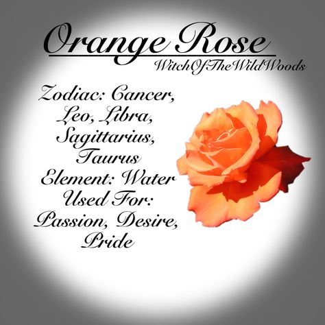 WitchOfTheWildWoods Orange Roses Meaning, Rose Spiritual Meaning, Feather Identification, Flower Healing, Sea Life Tattoos, Magickal Correspondences, Herbal Witch, Crystal Magick, Healing Flowers