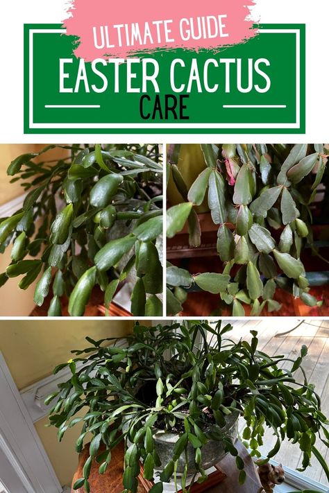 How To Propagate Easter Cactus, Spring Cactus Care, Easter Cactus Care, Xmas Cactus, Cactus Propagation, Spring Cactus, Cactus Varieties, House Jungle, Orchid Soil