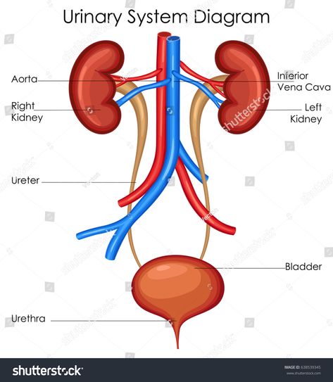 Excretory System Diagram, Education Chart, Digestive System Diagram, Human Respiratory System, Biology Diagrams, Excretory System, Urinary System, Tissue Types, Muscular System