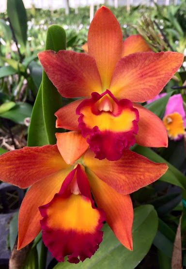 Google+ Orange Orchid, Orchid Photo, Cattleya Orchid, Exotic Orchids, Orchids Garden, Unusual Flowers, Orchid Care, Beautiful Orchids, Rare Flowers