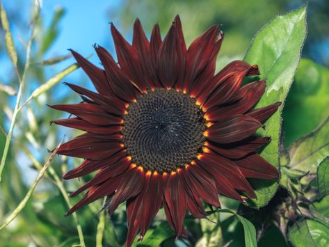 Dark Sunflower, Bee Attracting Flowers, Plants To Attract Bees, Sunflower Autumn, Brown Sunflower, Types Of Sunflowers, Orange Sunflowers, Pink Sunflowers, Red Sunflowers