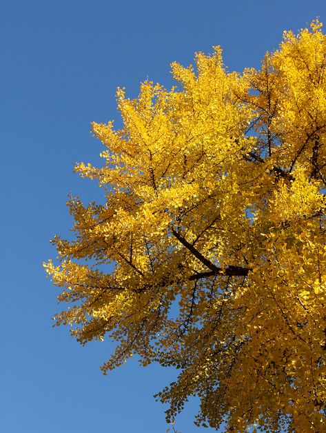 gingko Gingko Tree, Ginkgo Tree, Tiktok Trends, Public Space Design, Tree Line, Permaculture, Public Space, Space Design, Farmhouse