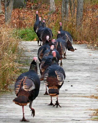 Turkey Trot, Turkey Hunting, Wild Turkey, Hunting Fishing, 귀여운 동물, Bird Watching, Love Birds, A Group, The Words