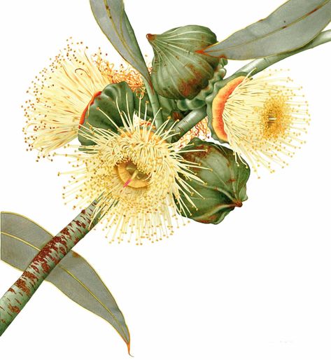 Annie Hughes, Art Of Drawing, Australian Natives, Australian Wildflowers, Australian Flowers, Australian Native Flowers, Australian Plants, Australian Flora, Drawing And Painting