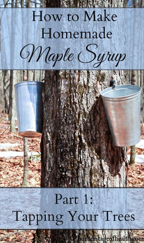 Maple Syrup Tree, Maple Syrup Taps, Diy Maple Syrup, Tree Tapping, Maple Tapping, Tapping Maple Trees, Homemade Maple Syrup, Farm Dream, Food Foraging