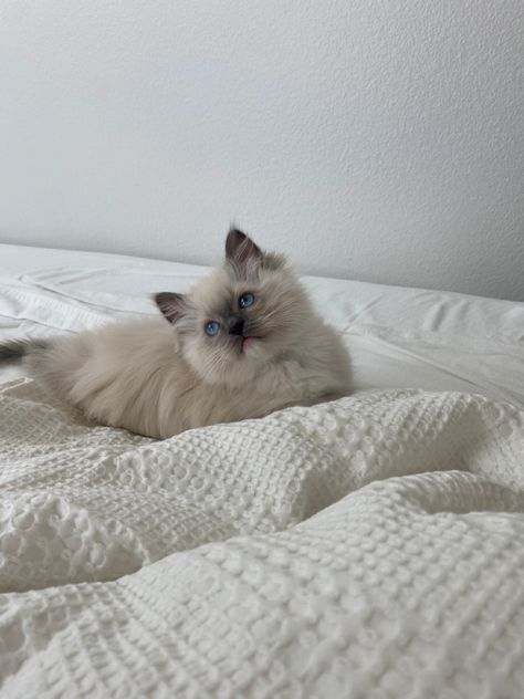 Cute Cats Ragdoll, Pretty Ragdoll Cat, Ragdoll Kitten Aesthetic, Ragdoll Cat Aesthetic Wallpaper, Aesthetic Ragdoll Cat, Cat Photography Aesthetic, Fluffy Siamese, Blue Point Cat, Cute White Kitten Aesthetic