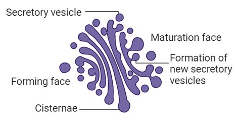 Golgi apparatus is an important organelle present in animal and plant cells. Golgi apparatus is a complex structure made up of cisternae and its associated secretory vesicles. #cell #biology #golgiapparatus #diagram Golgi Complex Diagram, Golgi Apparatus Diagram, Golgi Apparatus, Complex Structure, Plant Cells, Eukaryotic Cell, Nerve Cells, Biology Lessons, Aesthetic Notes