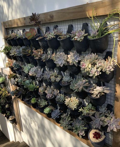 By placing these pods on my north facing wall, they are protected from the rain and get lots of sun in Sydney. Lots Of Plants In House, Green Wall Garden, Small Back Gardens, Decor Inspiration Diy, Hanging Plants Diy, Diy Tapestry, Plants Diy, Mini Plant, Vertical Garden Wall