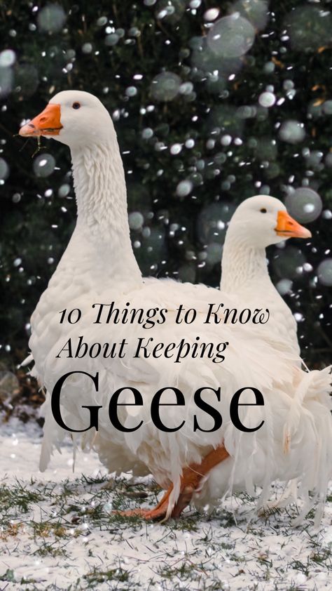 Diy Goose House, Goose Coop Diy, Goose Enclosure Ideas, Geese Coop Ideas, Goose Shelter Ideas, Goose Pen Ideas, Goose Coop Ideas, Goose Habitat, Goose Enclosure