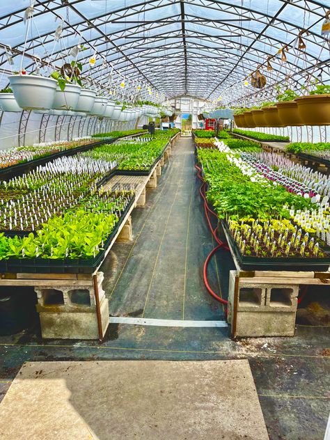 Agricultural Engineering Aesthetic, Farming Ideas Agriculture, Plants In Greenhouse, Indoor Farm, Cottage Core Garden, Garden Diy On A Budget, Greenhouse Farming, Commercial Farming, Commercial Greenhouse