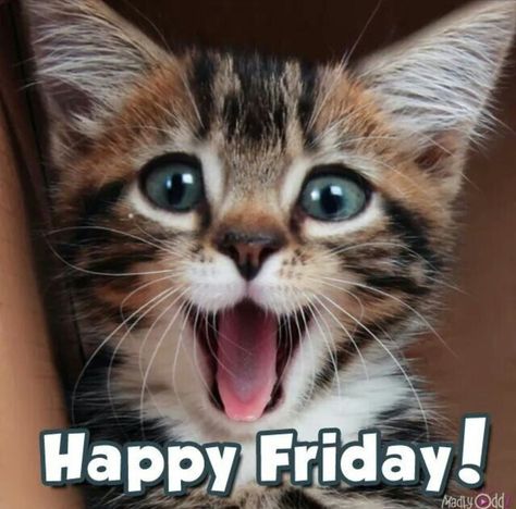 Friday Cat Humor, Happy Friday Cats, Bake Beans, Happy Friday Pictures, Funny Good Morning Messages, Friday Cat, Good Morning Cat, Friday Wishes, Friday Pictures