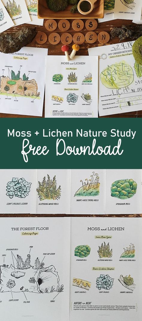 A free download for your child's Charlotte Mason-inspired nature journal. Moss and Lichen poster, flashcards, coloring page and nature journal page. #naturejournal #freecoloringpage #freedownload #homeschool #naturestudy #moss #mossstudy Moss And Lichen, Nature Lessons, Homeschool Nature, Homeschool Nature Study, Unit Studies Homeschool, Nature Journaling, Nature Education, Nature School, Free Nature