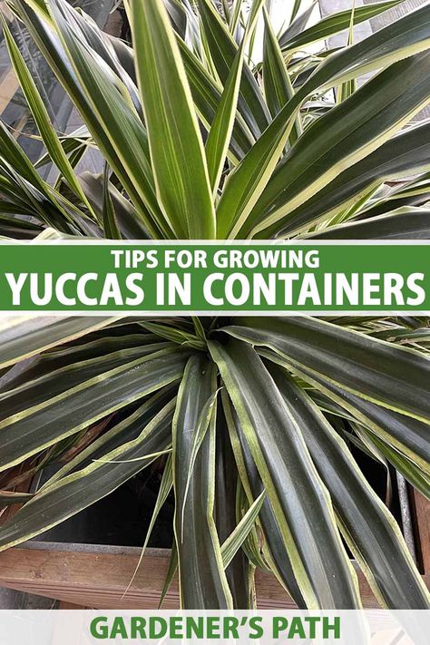 Yucca Plant Care, Plants In Containers, Fence Planters, Vegetable Benefits, Fence Designs, Privacy Fence Designs, Yucca Plant, Wood Planters, Privacy Fence