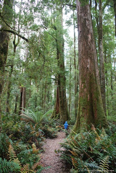 Tasmania, Day 6. Green Point Beach, West Point, Arthur River, South Arthur Forest Drive (Tarkine Drive) Tasmania Forest, Manifest Romance, Australian Forest, Australia Forest, Gumnut Baby, Wet Forest, Environmental Advocacy, Tasmania Road Trip, Coy Fish