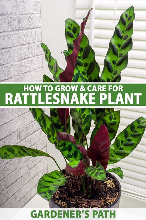 Rattlesnake calathea is a green and purple prayer plant with attractively patterned leaves. This houseplant will reward you with gorgeous foliage if you provide it with the care it requires. Learn more about growing and caring for rattlesnake plant, now at Gardener’s Path. #rattlesnakeplant #houseplants #gardenerspath Rattlesnake Calathea Care, Calathea Rattlesnake Plant, Rattle Snake Plant Care, Rattlesnake Plant Propagation, Calathea Rattlesnake Plant Care, Prayer Plants Houseplant, Rattle Snake Plant, Rattlesnake Plant Care, Calathea Plant Care