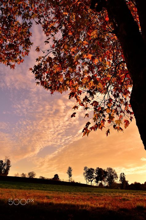 autumn sky - cielo autunnale Garden Corner Ideas, Aesthetic Gardening, Fall Backgrounds, Swift Aesthetic, Autumn Sky, October Sky, Corner Ideas, Garden Corner, Clouds Photography