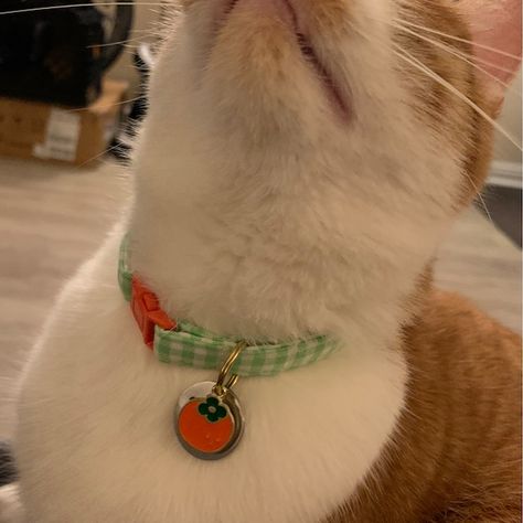 Clementine Cat Collar, Green Gingham Cat Collar With Clementine Charm, Dog Non Breakaway, Custom Size - Etsy Cat Collars Aesthetic, Orange Cat Collar, Cat Collar Aesthetic, Green Gingham, Collared Greens, Pet Stuff, Cat Accessories, Cat Collar, Orange Cat