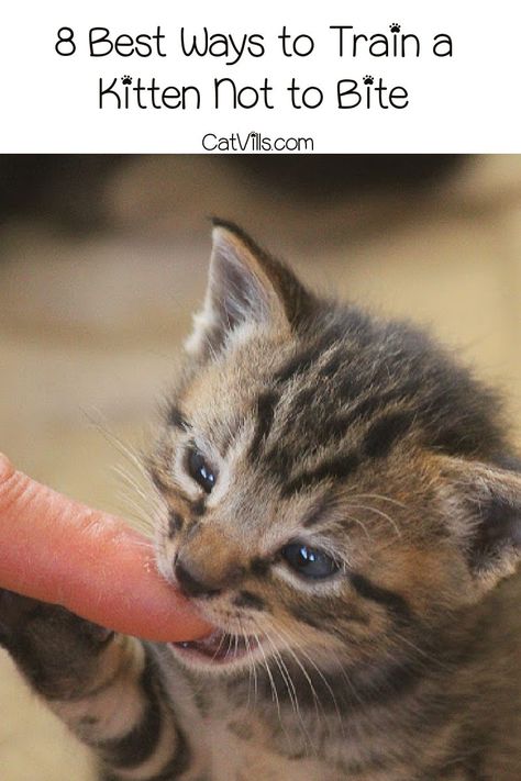 Kitten Tips, Kitten Biting, Biting People, Train A Cat, Training A Kitten, Kitten Training, Cat Tips, Cat Parents, Cat Nutrition