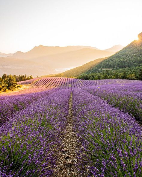 Yves Rocher, Lavender Fields, Iphone Background, Purple Flowers, Purple Color, Beautiful Nature, Natural Beauty, Mood Board, Lilac