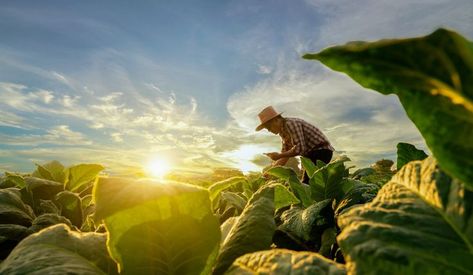 Farmer bending over crops at sunset. Paint App, Best Ipad, Our Planet Earth, Occupational Health, Light Flare, Sustainable Farming, Beat The Heat, Organic Farming, Old Photos