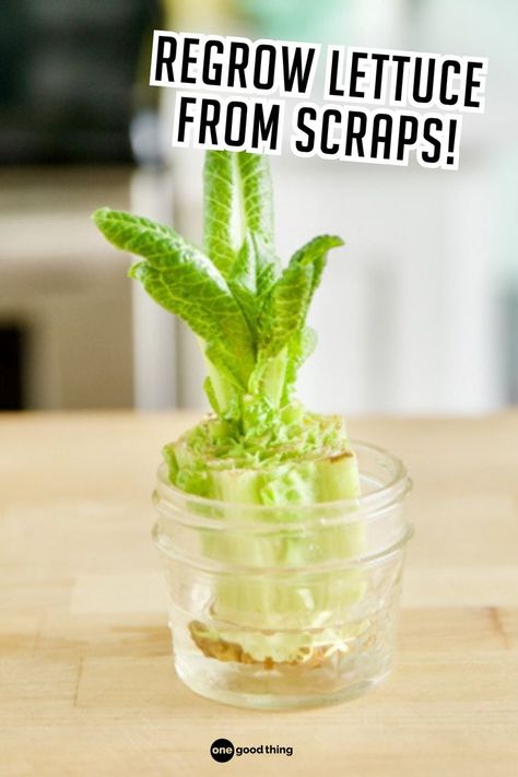 lettuce growing out of a glass pot in the kitchen Grow Lettuce From Scraps, How To Grow Lettuce From Scraps, Grow Romaine Lettuce, Scrap Gardening, Grow From Scraps, Regrow From Scraps, Regrow Lettuce, Regrow Green Onions, How To Grow Lettuce