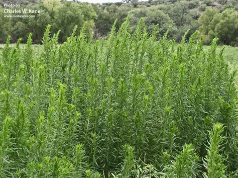 Conyza canadensis (Canadian fleabane) Kitchen Herb Garden, Herb Garden In Kitchen, American Southwest, Medicinal Plants, Herb Garden, Botany, View Photos, The Kitchen, Medicine