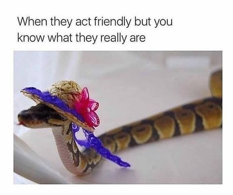 𝗥 𝗘 𝗟 𝗔 𝗧 𝗔 𝗕 𝗟 𝗘 𝗦 on Instagram: “😁😁 .. .. Follow~~>>@that_soo_relatable .. .. .. .. .. .. .. #badass #badassquotes #badasswomen #badboi #badboysforlife #badboys #bad…” Snake Quotes, Backstabbing Friends, Fake Friend Quotes, Sarcasm Only, Friend Memes, Fake Friends, Friends Quotes Funny, Edgy Memes, Friends Funny