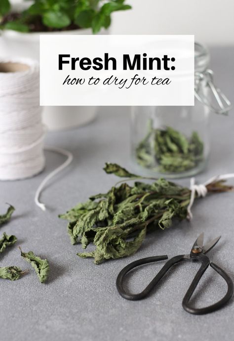 Growing mint in your garden? See how easy it is to dry mint leaves for tea and more. Enjoy this refreshing herb all year long! Dried Mint - Mint Tea - Drying Herbs Preserving Fresh Mint Leaves, Preserving Mint Fresh Herbs, How To Dry Mint Leaves For Tea, Drying Mint Leaves For Tea, Drying Tea Leaves, How To Make Tea From Mint Leaves, Dry Mint Leaves, Drying Mint Leaves, Tea Herbs