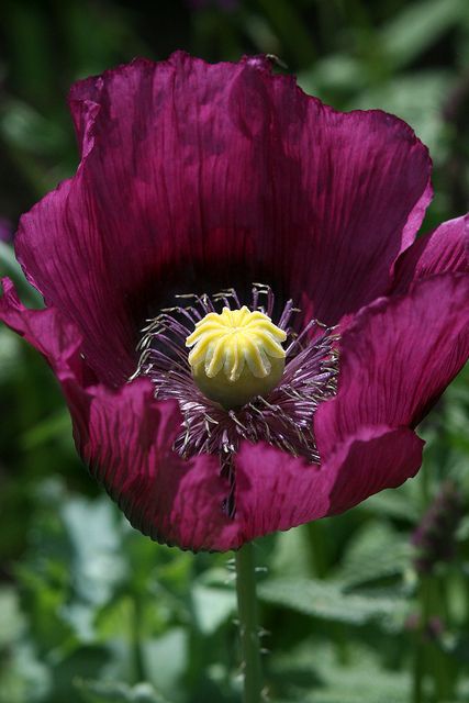 ...purple... Papaver Orientale, Purple Poppies, Magical Garden, Exotic Plants, Purple Flower, Poppy Flower, Flowers Nature, Amazing Flowers, Anemone