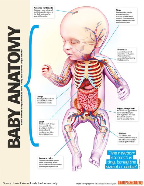 Baby Anatomy Baby Anatomy, Pediatric Nursing Study, Diagnostic Medical Sonography Student, Sonography Student, Nursing School Inspiration, Anatomy Chart, Midwifery Student, Diagnostic Medical Sonography, Nursing School Essential